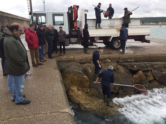 SUelta de ejemplares de corvina en el puerto de Barbate
