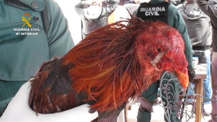 Detenidas 25 personas en una pelea ilegal de gallos