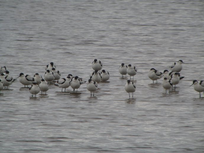 Avocetas en la marisma // Aves // Marisma 