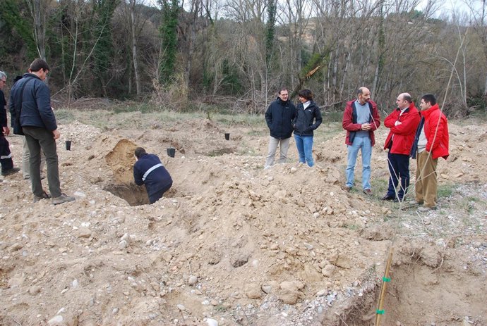 Plantación de olmos