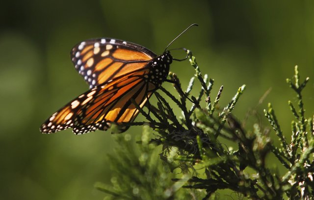 Condiciones climáticas favorables podrían triplicar la cantidad de mariposas mon
