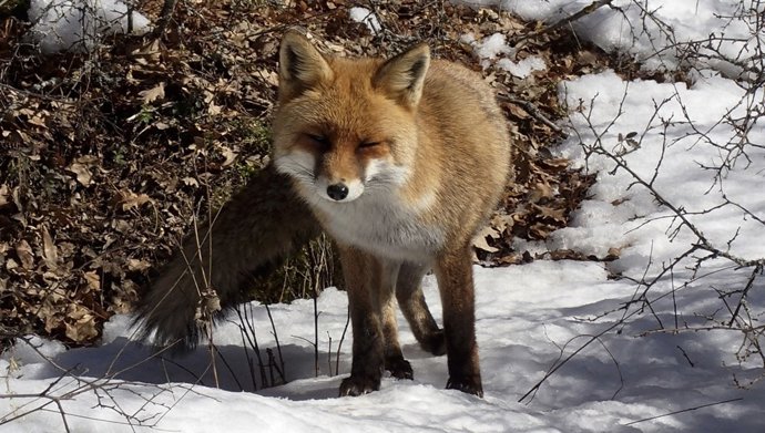Zorro. Unidad mixta de investigación de la biodiversidad de la Cordillera