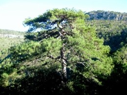 Paraje Natural de Poblet (Tarragona)