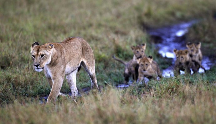 Leones en KEnia