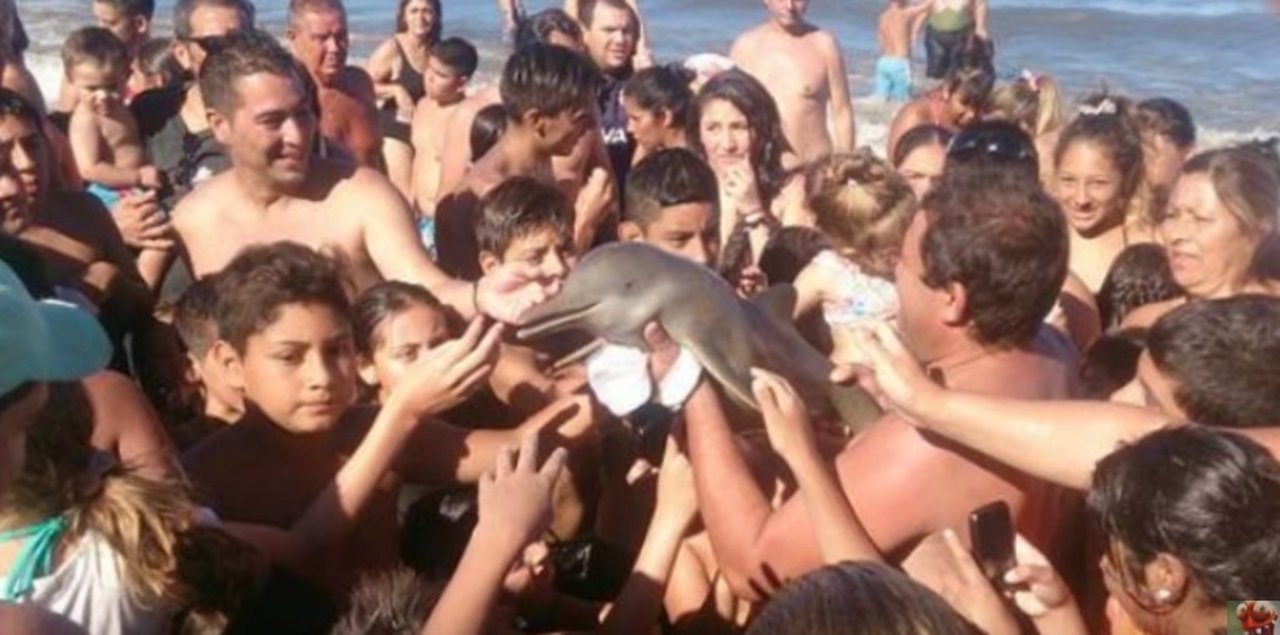 Provocan la muerte de un delfón al sacarlo del agua para hacerse fotos con él