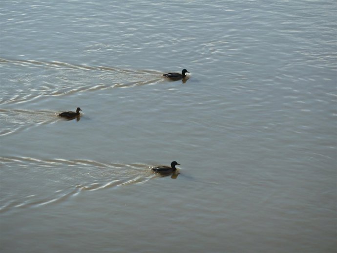 Ave acuatica en rio Tajo