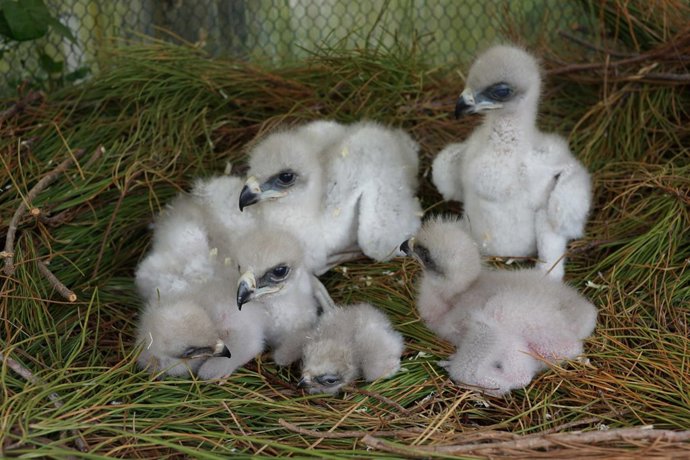 Polluelos de águila de Bonelli o águila perdicera (Aquila fasciata)