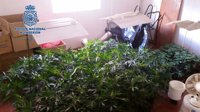 Intervienen más de 1.300 kilos de marihuana en Málaga durante 2015