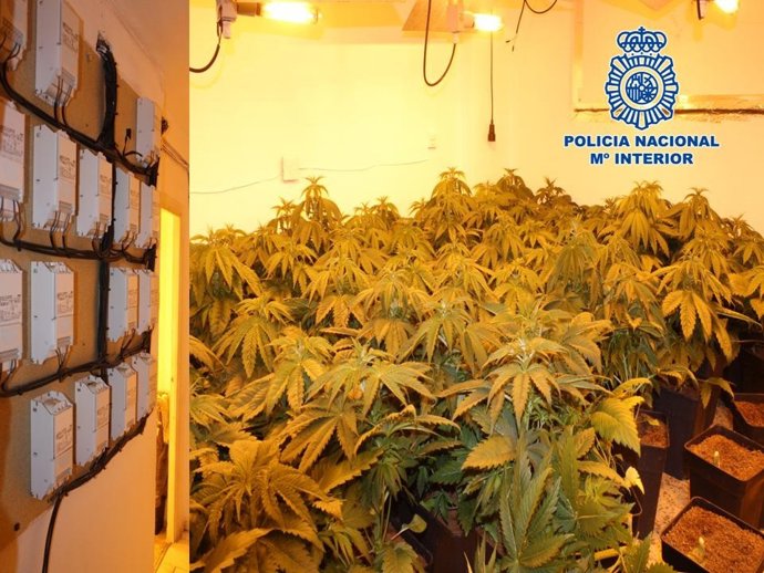 Invernadero de marihuana en Granada