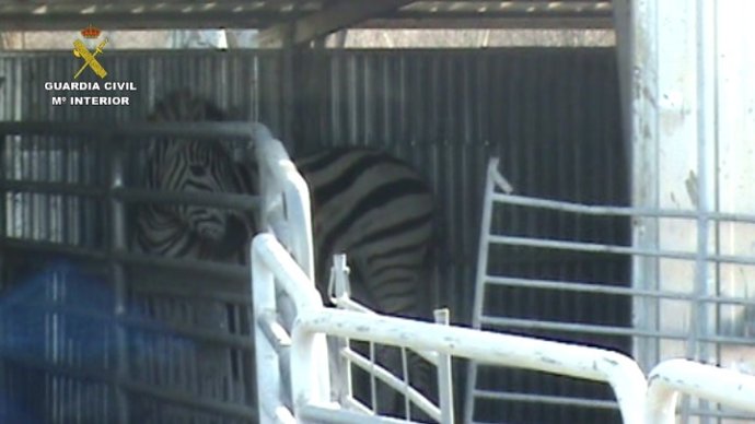 Desarticulada una red que exportaba cebras enfermas