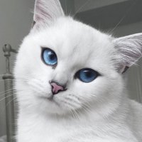 Estos, probablemente, sean los ojos de gato más bonitos que hayas visto
