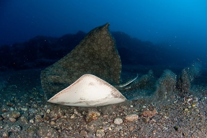 Mantelina, especie marina, manta, raya, animal, pez