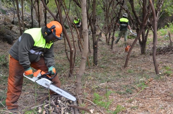 Operarios de medio ambiente