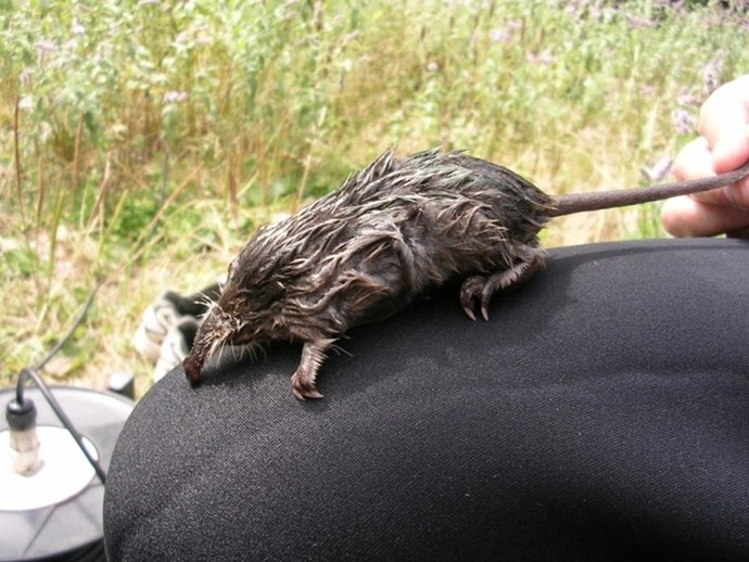 Endesa Y El Parque Natural Del Alt Pirineu Prolongan Su Estudio Sobre La Rata Al