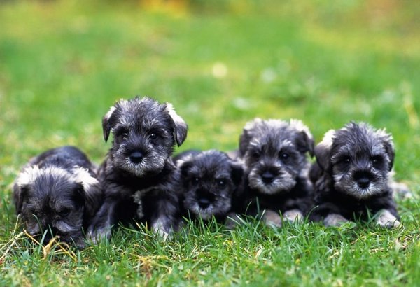 los mini schnauzers ladran mucho