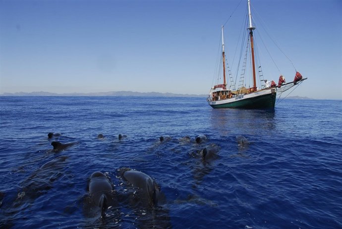 Velero Else navegando junto a un grupo de calderones en la costa de Cartagena