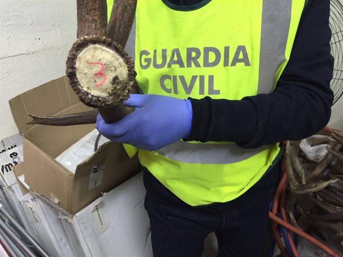 Guardia Civil mostrando las cuernas