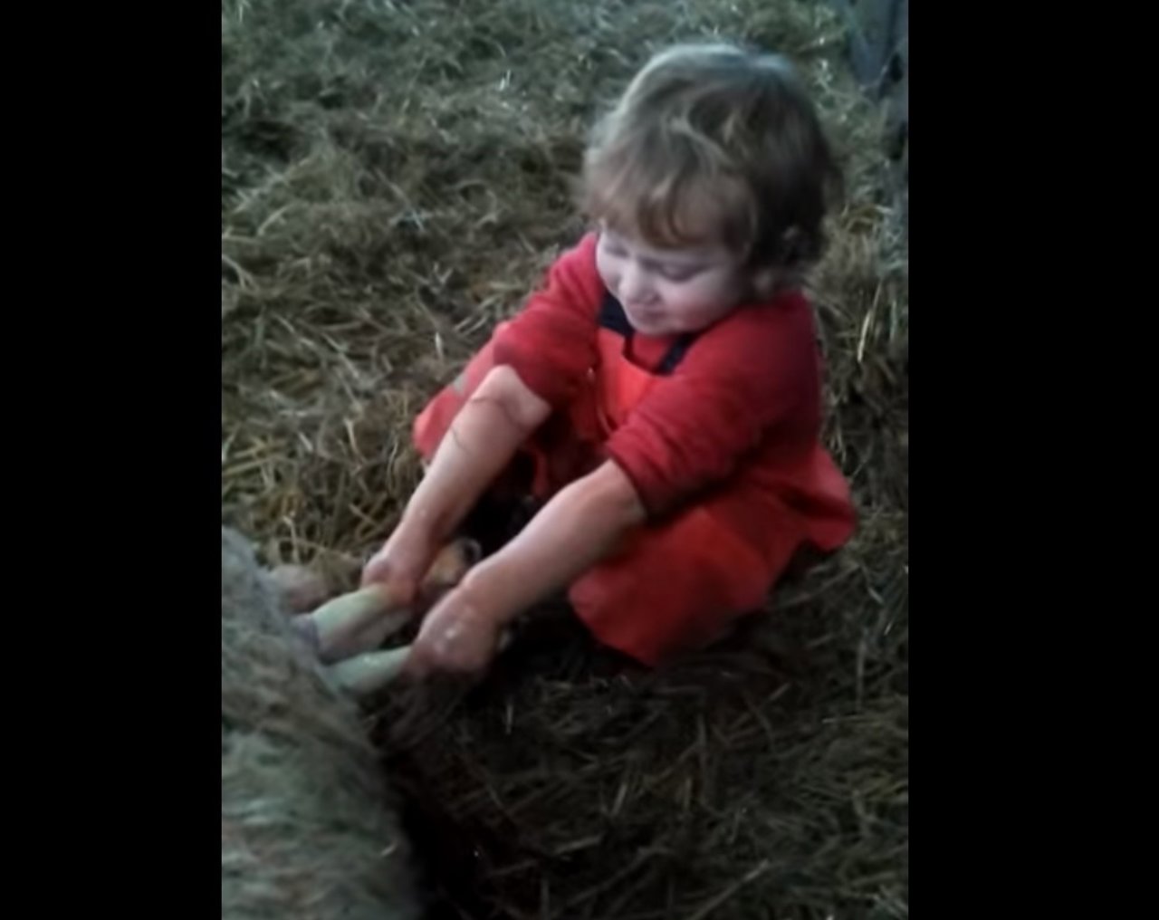 Un niño ayuda a parir a un corderito
