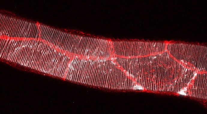 Tubo traqueal larvario de la mosca del vinagre