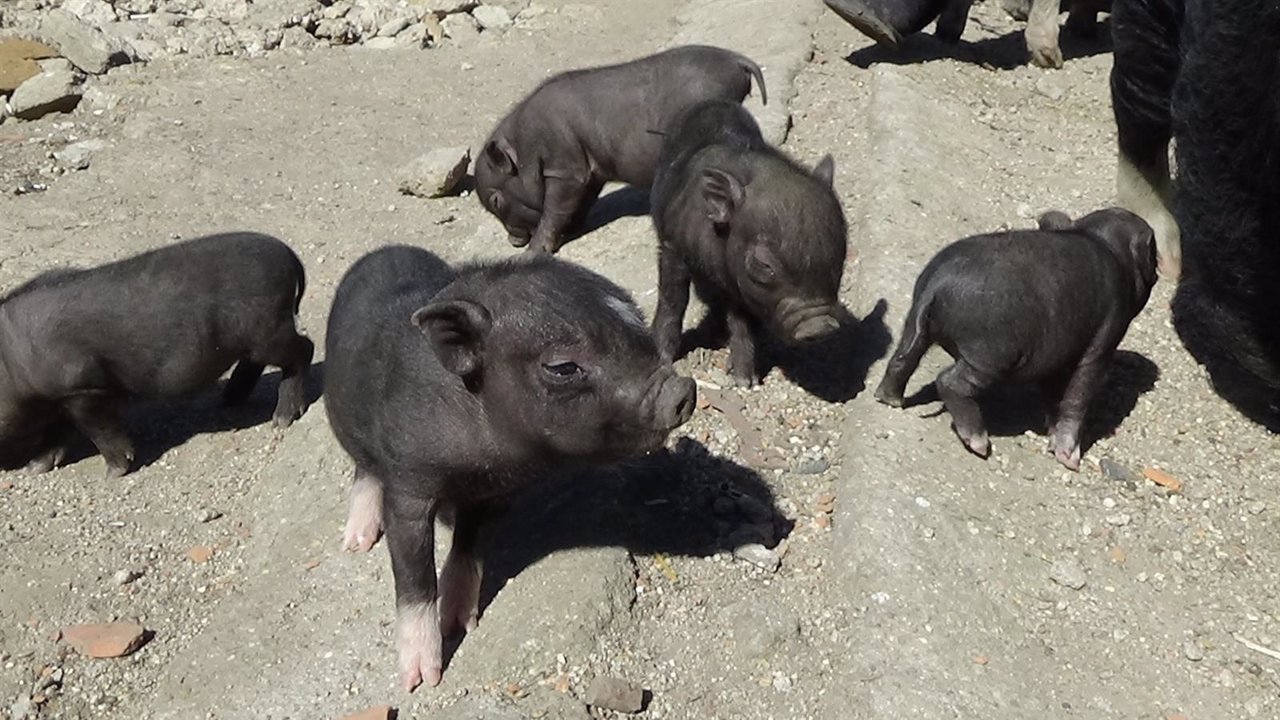 Cerdos vietnamitas abandonados