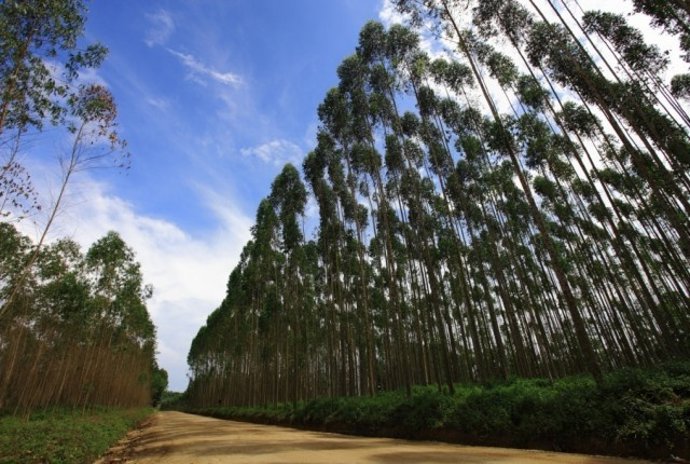 Bosques