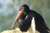 Censados 250 ejemplares de cigüeña negra en Andalucía