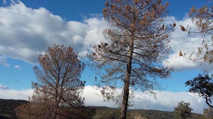 Las orugas construyen bolsas de seda en las copas de los pinos