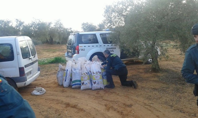 La Guardia Civil con las aceitunas robadas