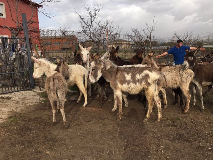 Burros rescatados por El Refugio en Extremadura