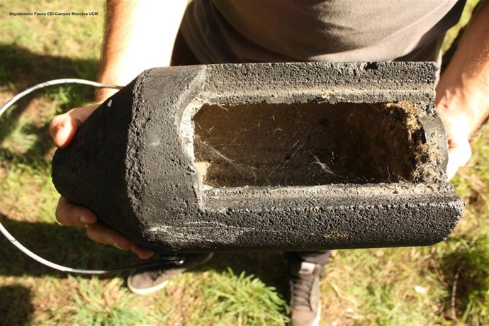 El Grupo De Seguimiento De Fauna CEI Campus Moncloa Aboga Por El Uso De Murciéla