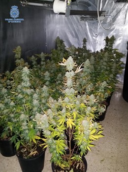 Marihuana intervenida por la Policía Nacional en Málaga 