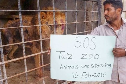 Los animales del zoo de la ciudad yemení de Taiz se mueren de hambre por la  guerra