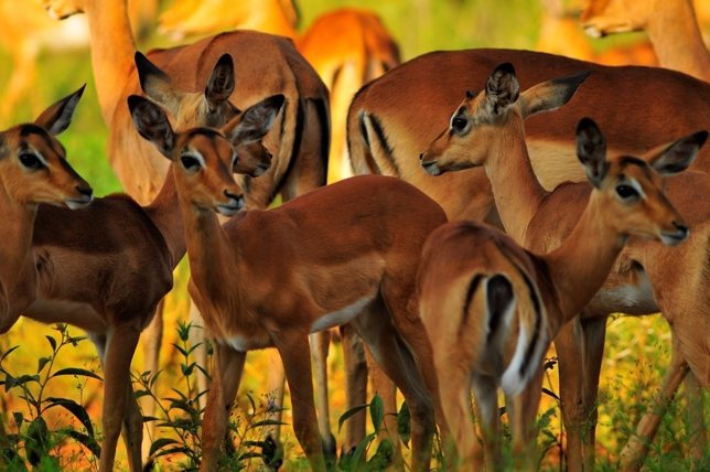 Ejemplares de impala 