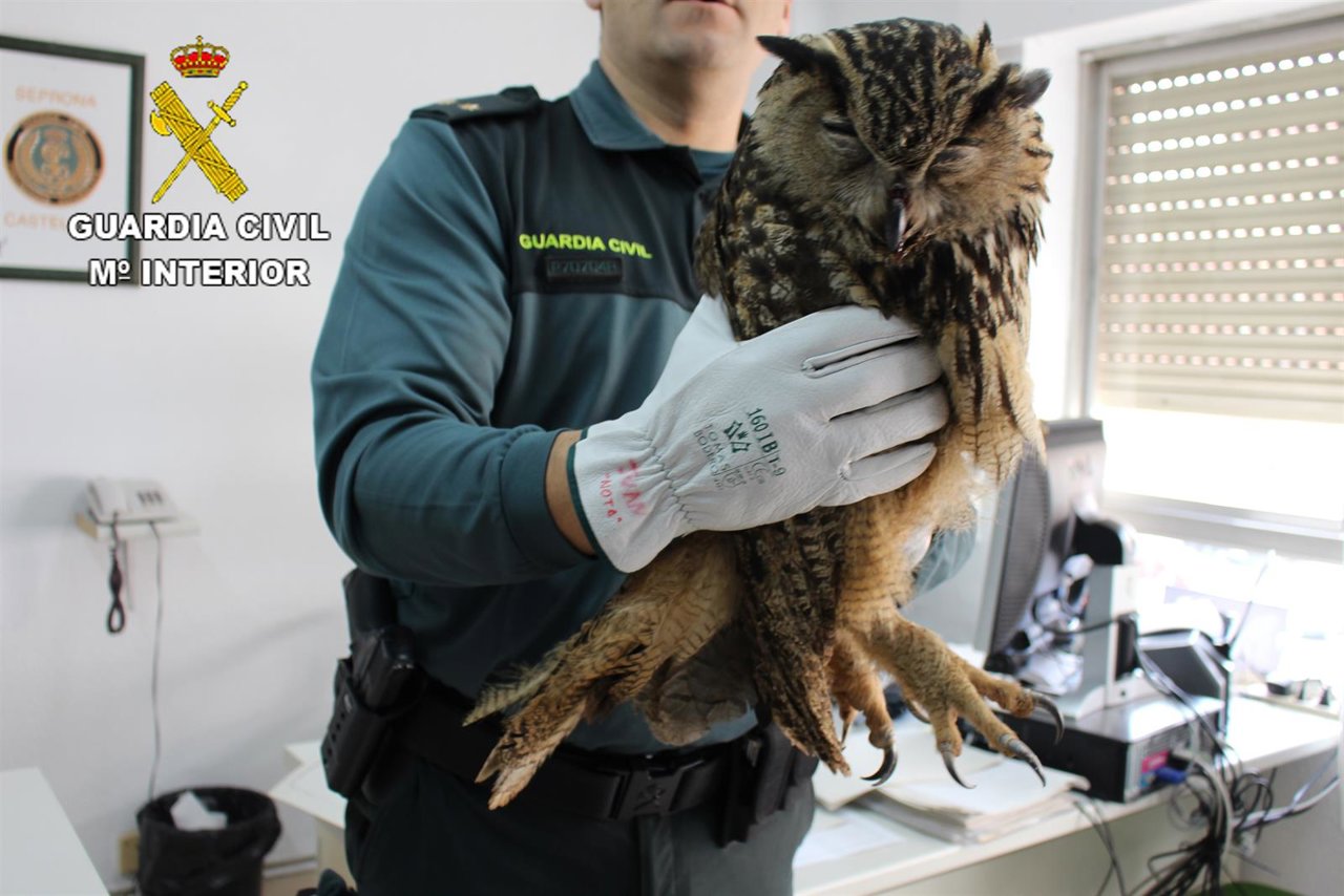 BÚHO RESCATADO