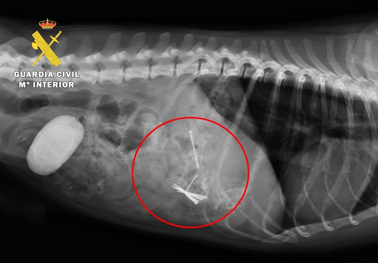 Radiografía del animal