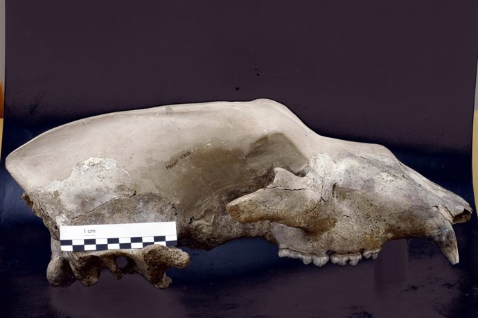 El Museo de geología cumple 20 años