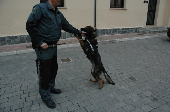 El perro Azor, que permitió localizar la droga. 