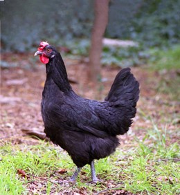 IGP del Gall Penedès