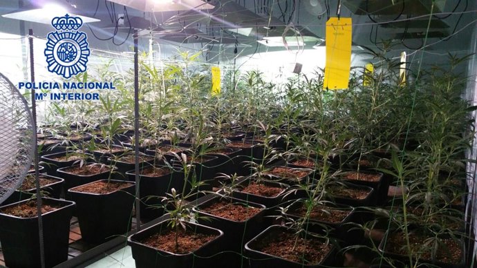 Plantación desmantelada en Cox