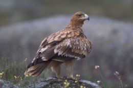 Águila Imperial, Ave, Animal, Pájaro