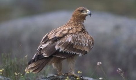 Cooperación y Desarrollo