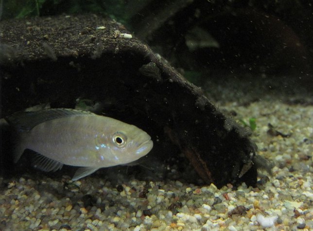 Perissodus microlepis