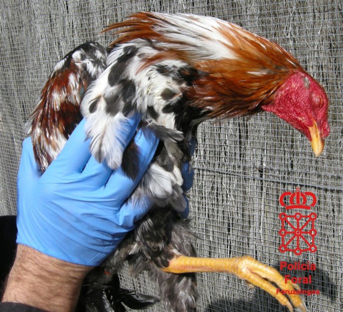 Gallo utilizado presuntamente para peleas