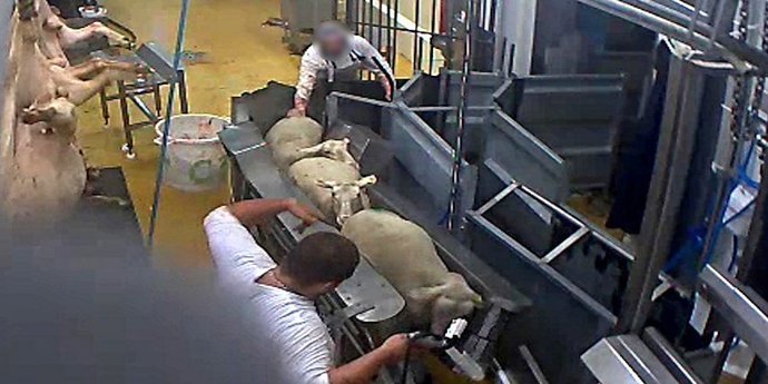 Animales siendo maltratados en un matadero de Francia