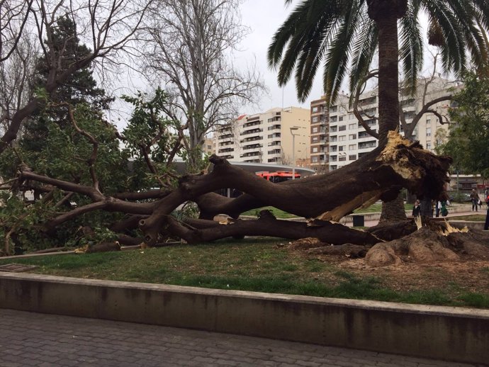 El árbol caído por el viento este sábado en Gandía