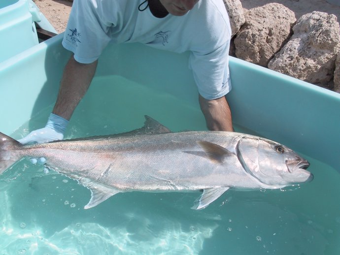 Cobia