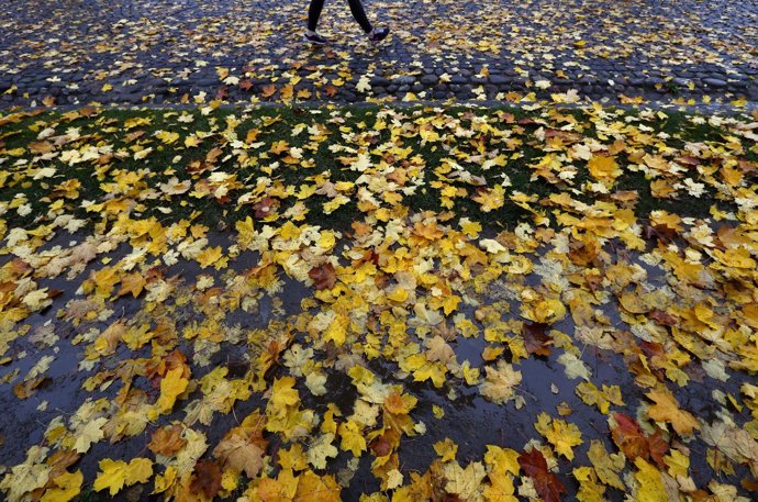 Otoño, hojas, hojas caídas, ciervo, ardilla, frío, invierno, otoñal, bosque