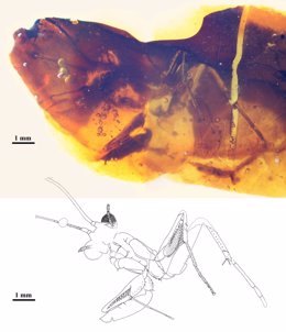 Aspecto general del fosil de mantis religiosa hallada en Utrillas (Teruel) 