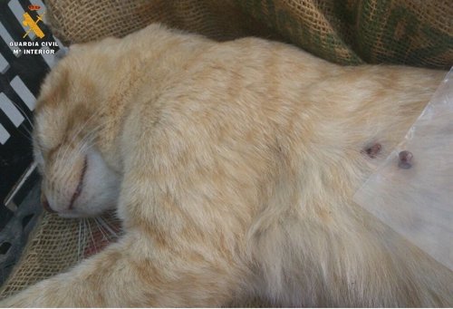 Investigan a un hombre por matar a disparos a un gato