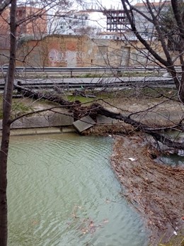 El viento provoca la caída de varios árboles en la capital aragonesa.